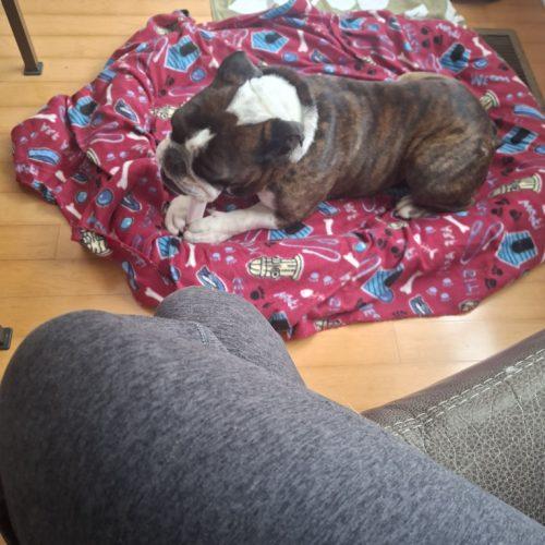 Spiderman, a Adoptable English Bulldog in Chicago, IL image 5/5