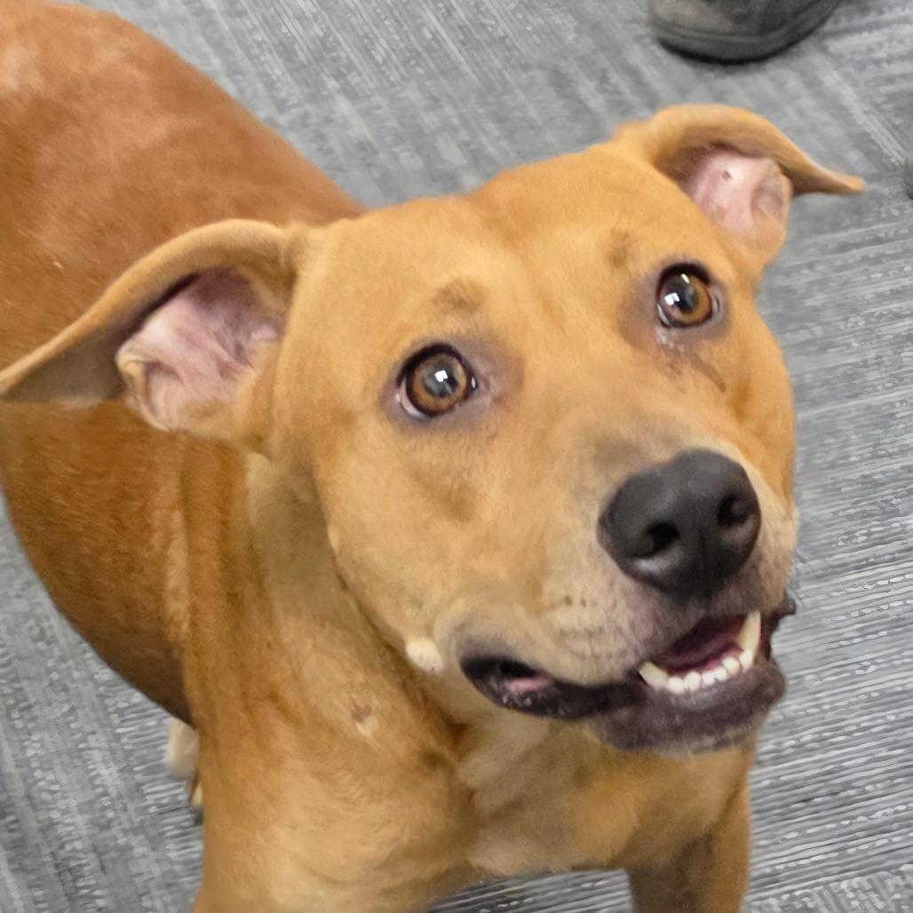 Pumpkin, Adoptable, Adult Female Labrador Retriever & Terrier.