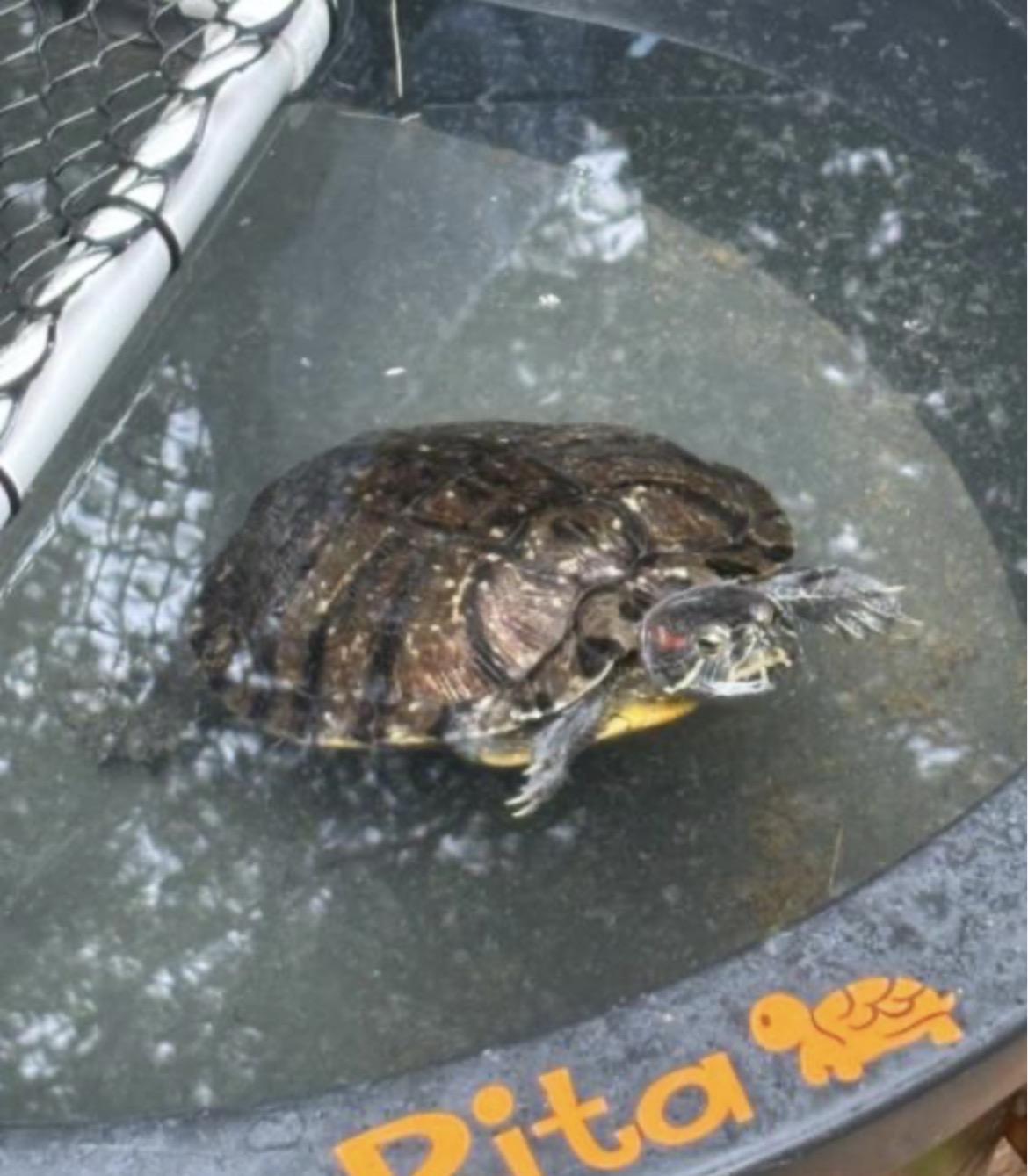 Enlarge Rita, a ADOPTABLE Red-Eared Slider in Berlin, CT image 1/2