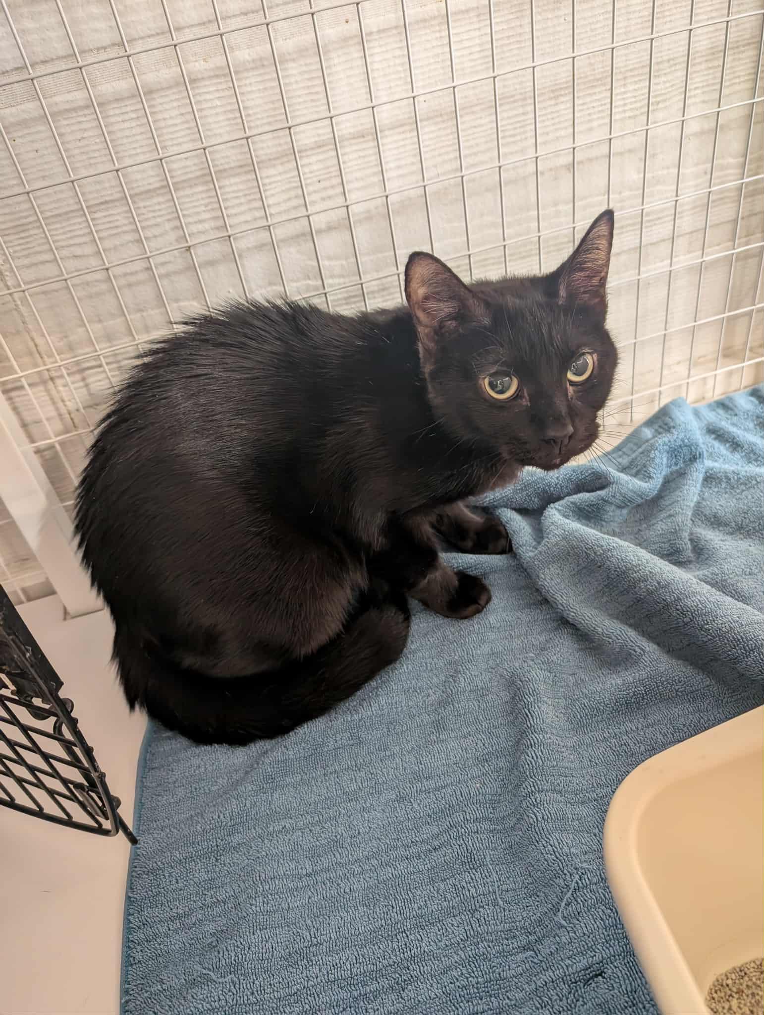 Java, a Adoptable Domestic Short Hair in Melbourne, FL image 2/3