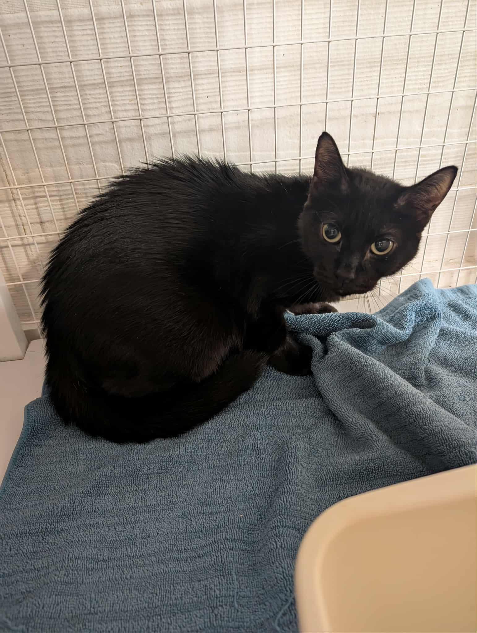 Java, a Adoptable Domestic Short Hair in Melbourne, FL image 3/3