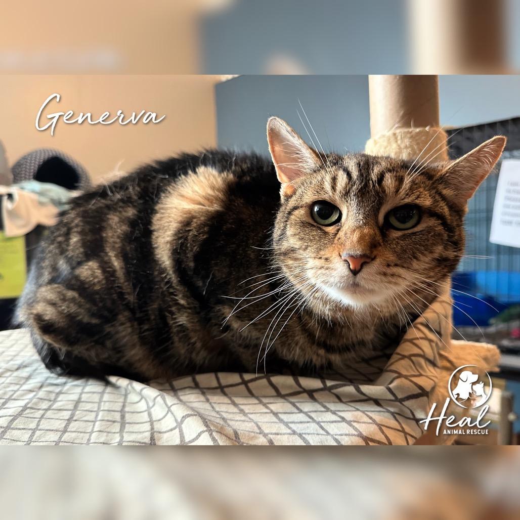Generva, Adoptable, Senior Female Domestic Short Hair.