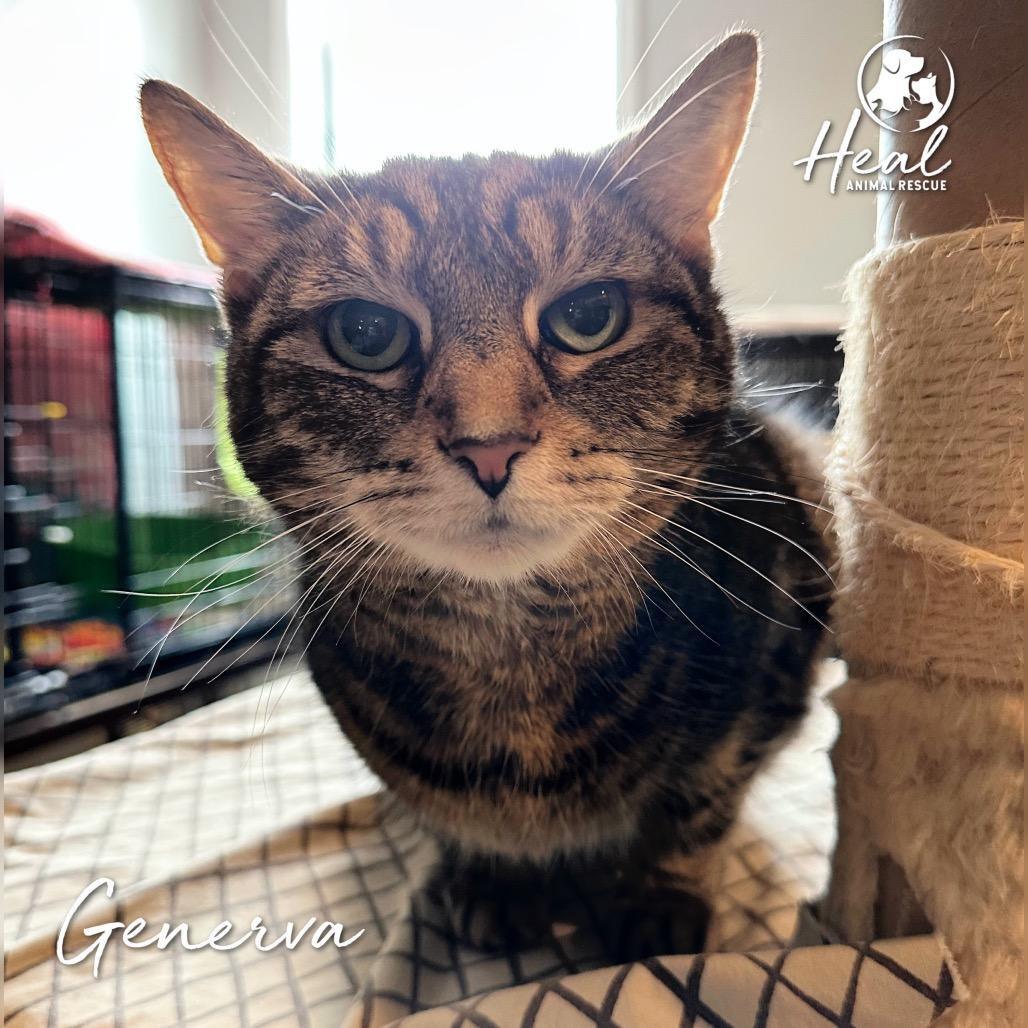 Generva, a Adoptable Domestic Short Hair in Youngwood, PA image 2/2