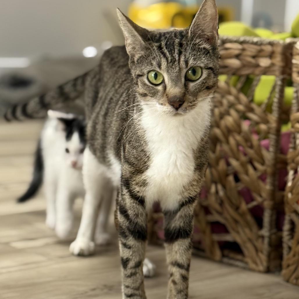 Mae, a Adoptable Domestic Short Hair in Silver Spring, MD image 2/5