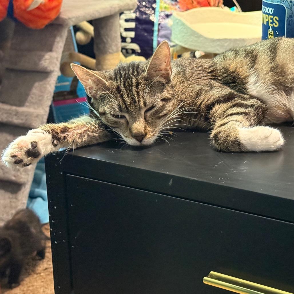 Mae, a Adoptable Domestic Short Hair in Silver Spring, MD image 3/5