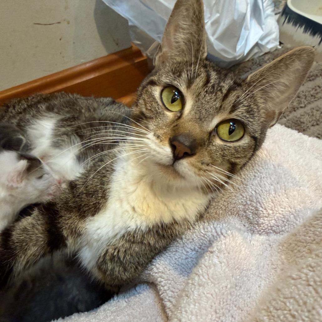 Mae, a Adoptable Domestic Short Hair in Silver Spring, MD image 4/5