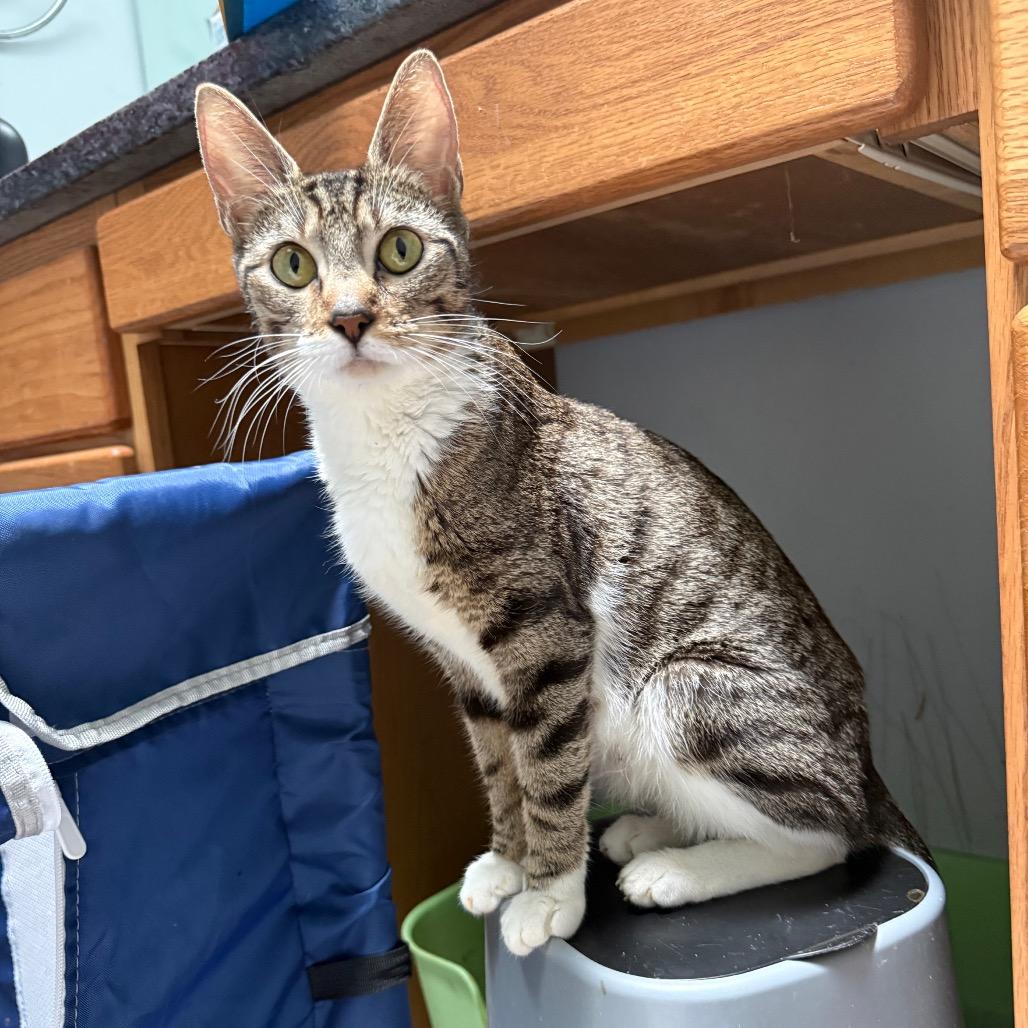 Mae, a Adoptable Domestic Short Hair in Silver Spring, MD image 5/5