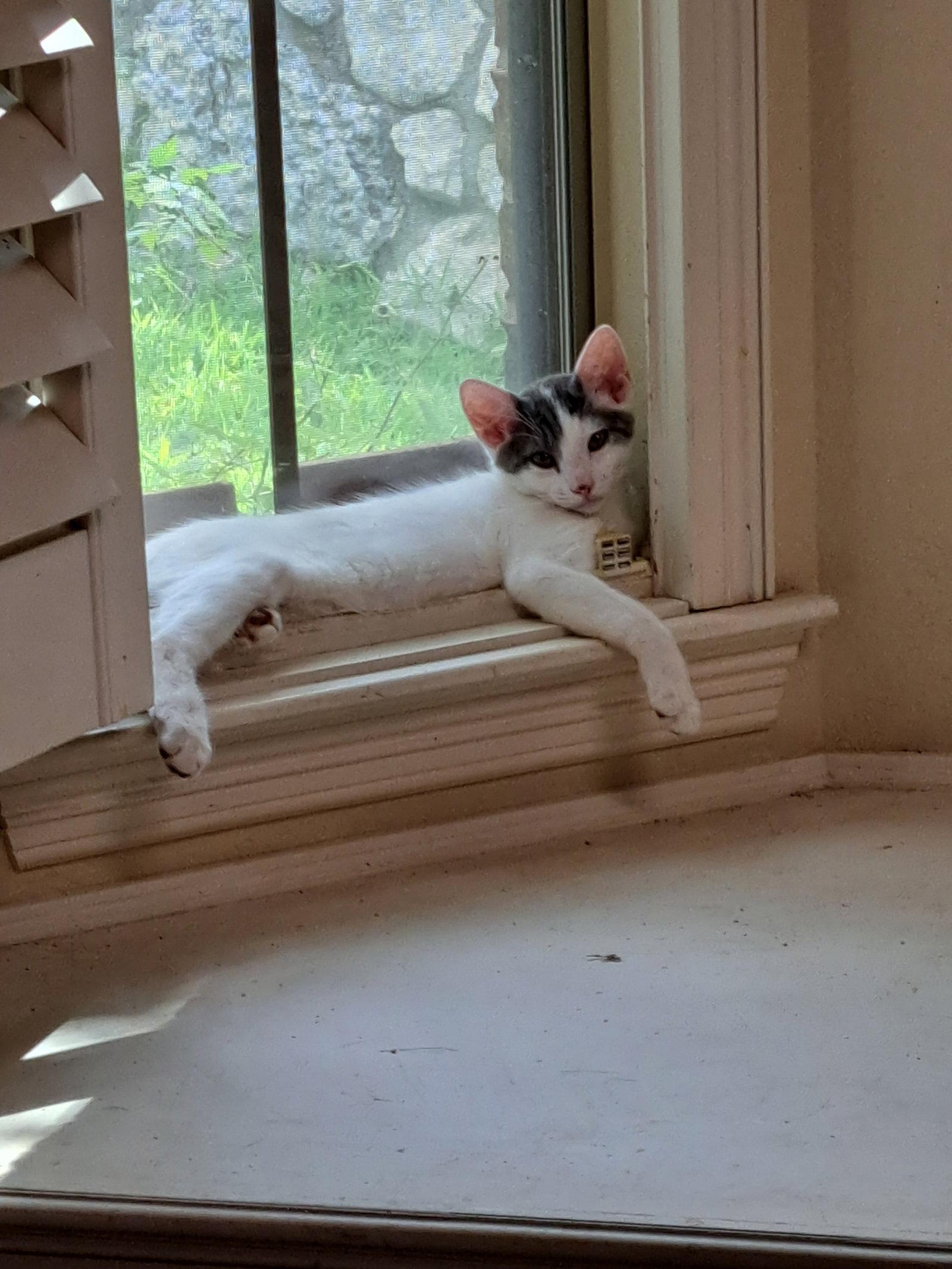 Jade, Adoptable, Young Male Domestic Short Hair.
