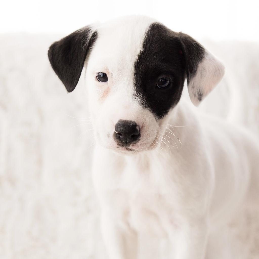 Enlarge Pluto, a ADOPTABLE mixed breed in Prior Lake, MN image 2/4