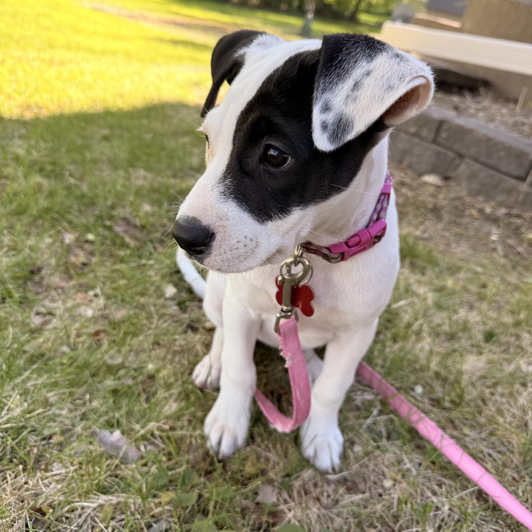Enlarge Pluto, a ADOPTABLE mixed breed in Prior Lake, MN image 2/6