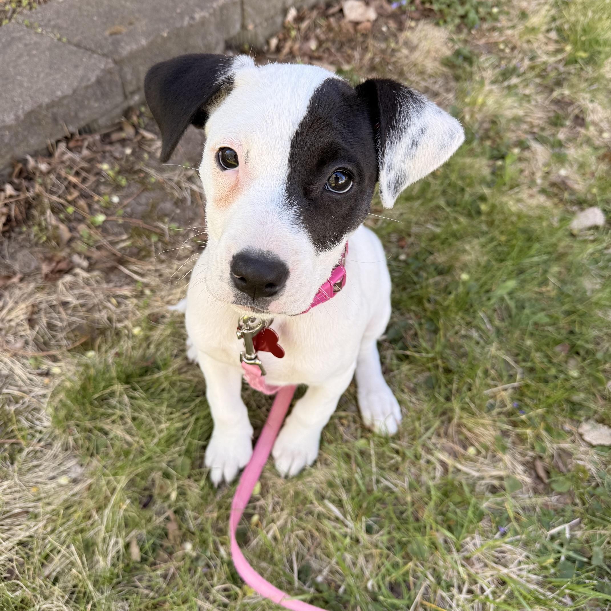 Pluto, ADOPTABLE, Puppy Female Terrier & Mixed Breed.