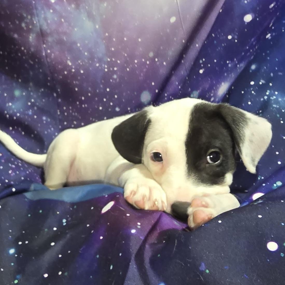 Enlarge Pluto, a ADOPTABLE mixed breed in Prior Lake, MN image 3/4