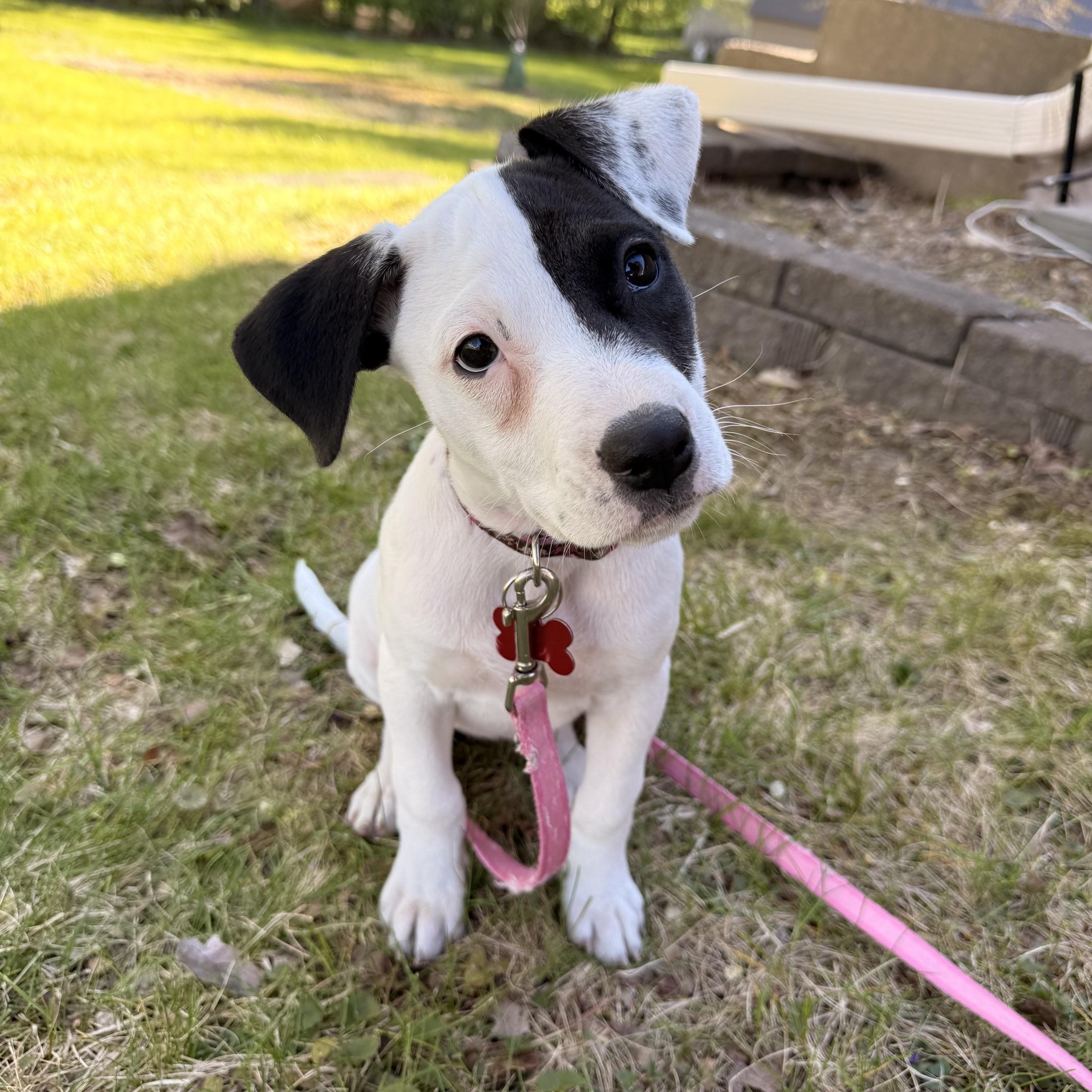 Enlarge Pluto, a ADOPTABLE mixed breed in Prior Lake, MN image 4/6
