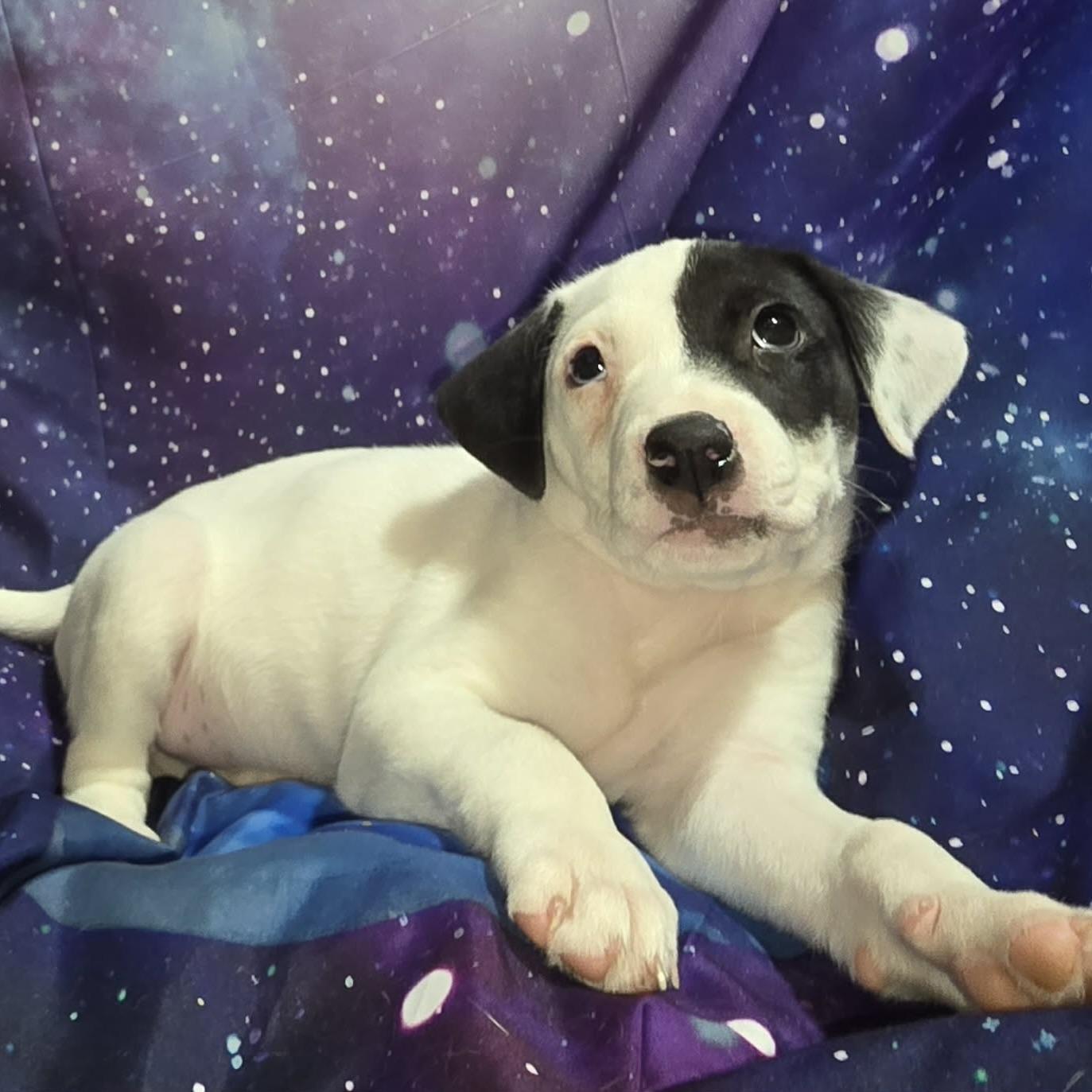 Enlarge Pluto, a ADOPTABLE mixed breed in Prior Lake, MN image 4/4