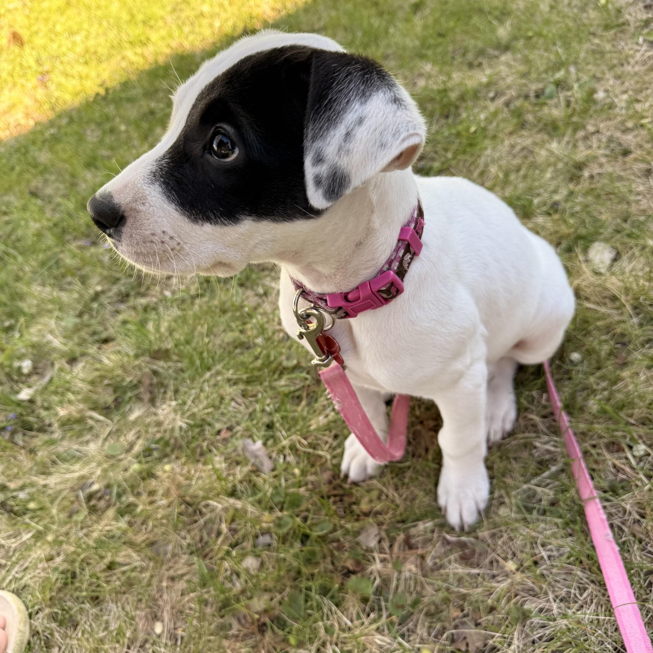 Enlarge Pluto, a ADOPTABLE mixed breed in Prior Lake, MN image 5/6