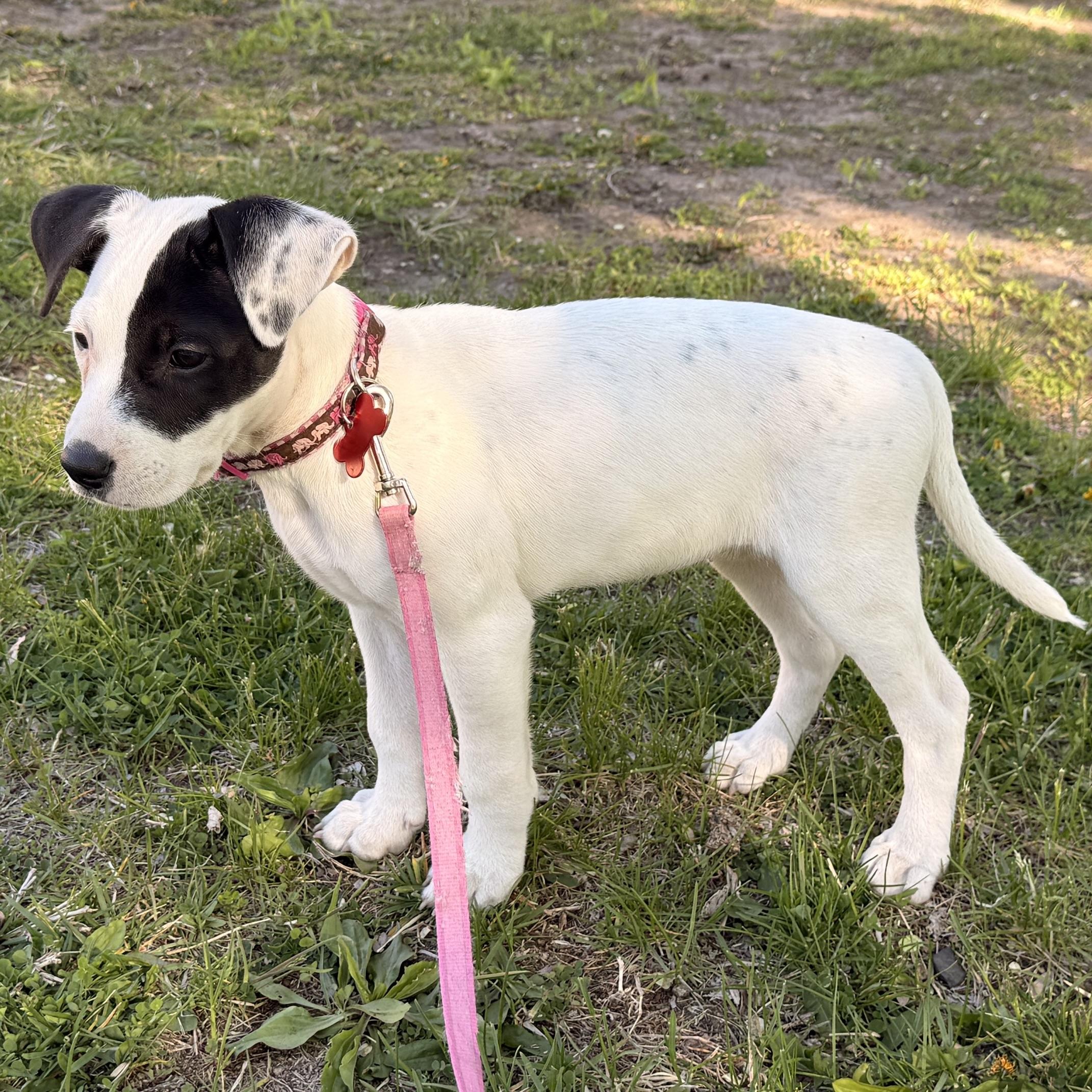 Enlarge Pluto, a ADOPTABLE mixed breed in Prior Lake, MN image 3/6