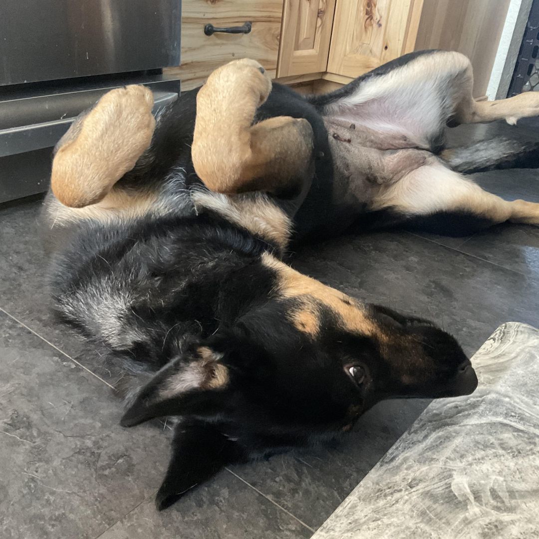 Annie-I2384, a Adoptable Shepherd in Anoka, MN image 2/5