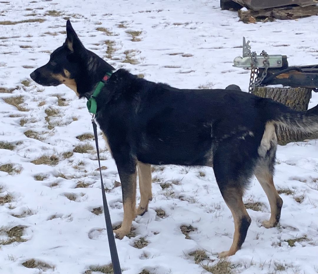 Annie-I2384, a Adoptable Shepherd in Anoka, MN image 3/5