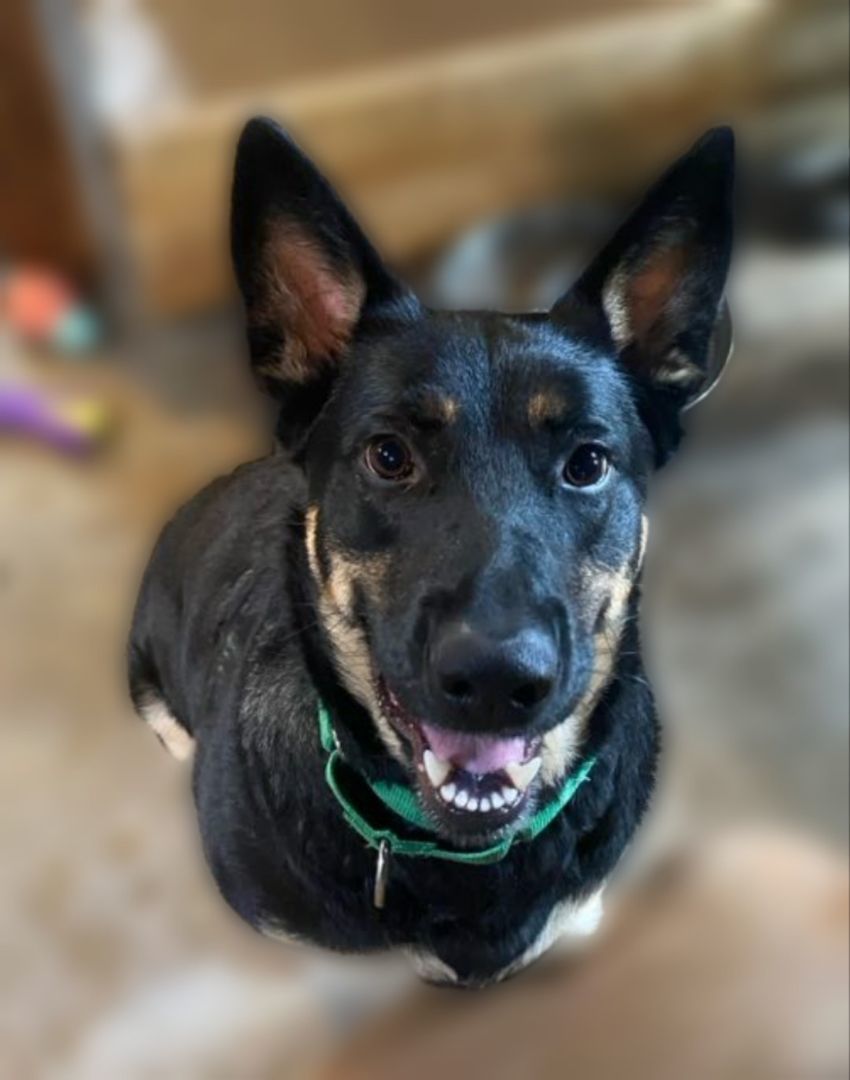 Annie-I2384, a Adoptable Shepherd in Anoka, MN image 1/5