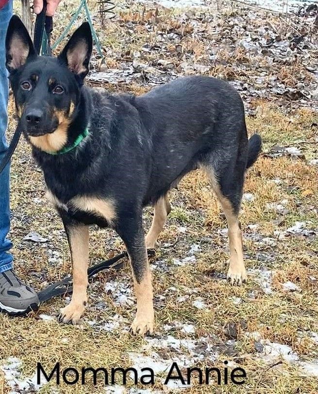 Annie-I2384, a Adoptable Shepherd in Anoka, MN image 4/5