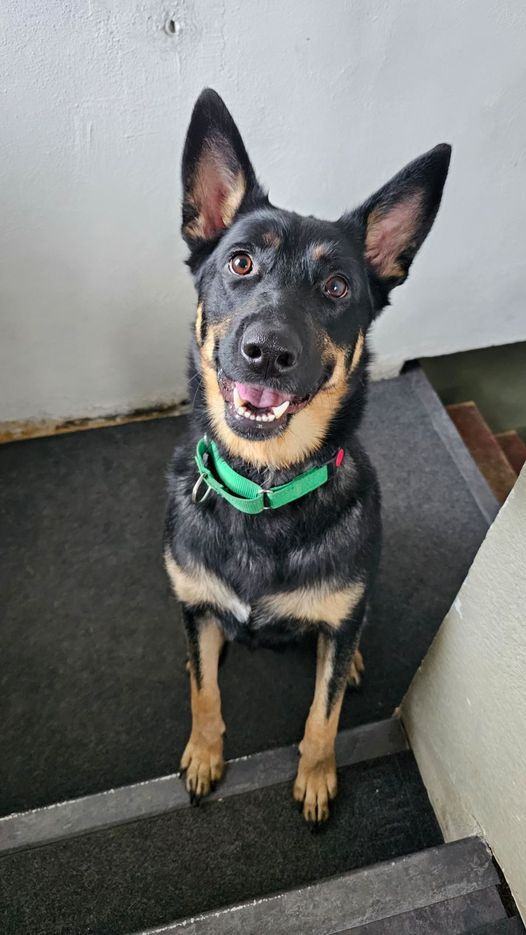 Annie-I2384, a Adoptable Shepherd in Anoka, MN image 5/5