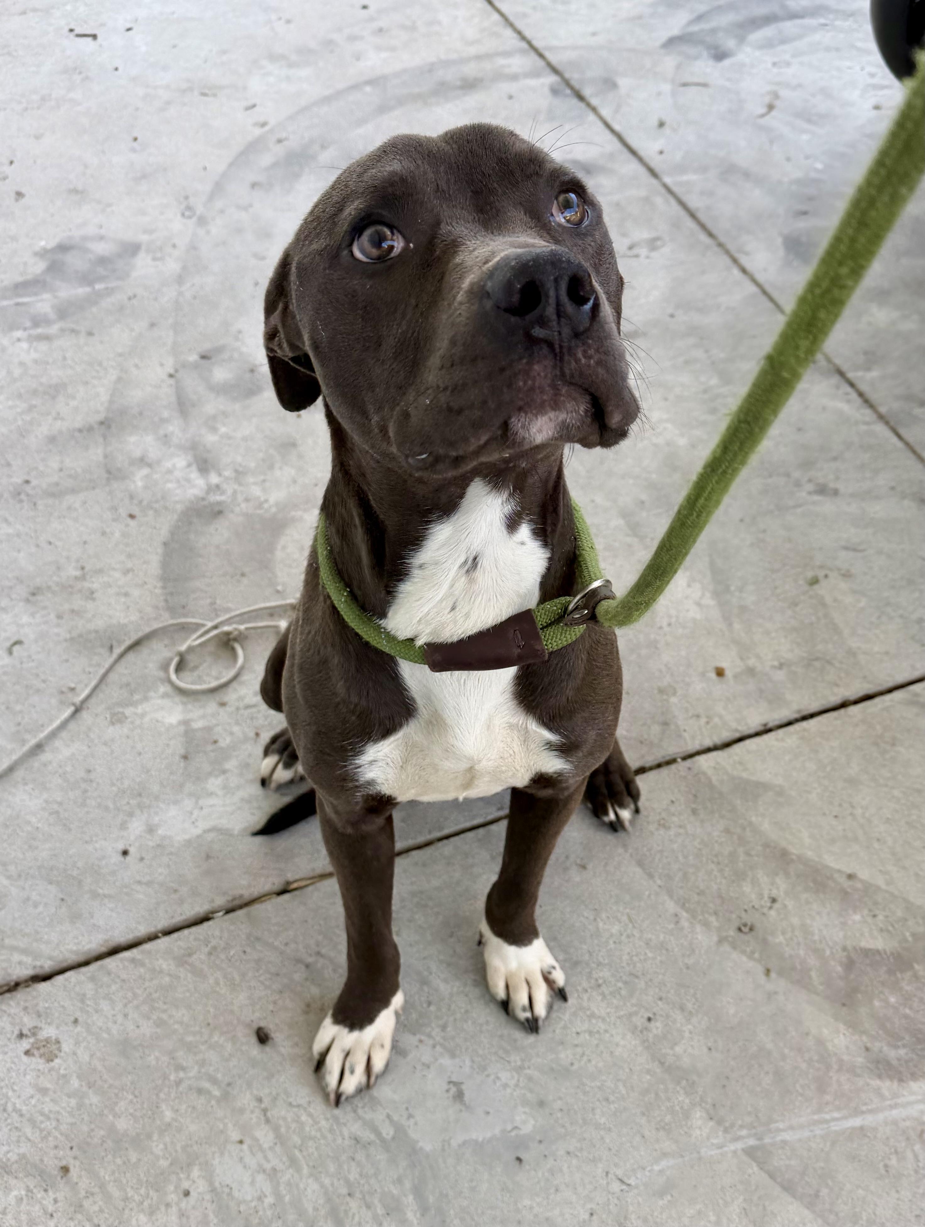 Enlarge Matthew, a ADOPTABLE mixed breed in Lancaster, SC image 1/2