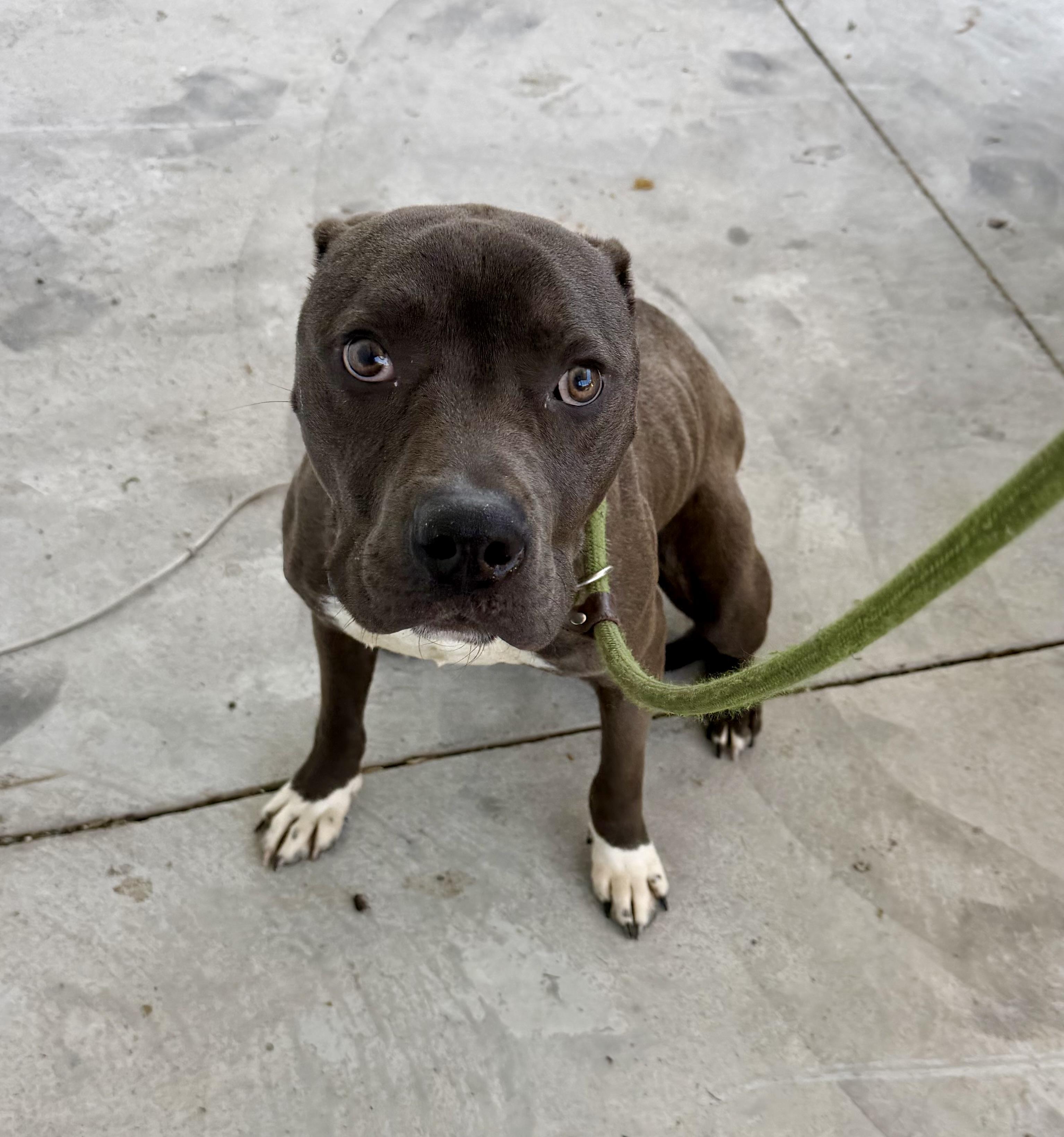 Enlarge Matthew, a ADOPTABLE mixed breed in Lancaster, SC image 2/2