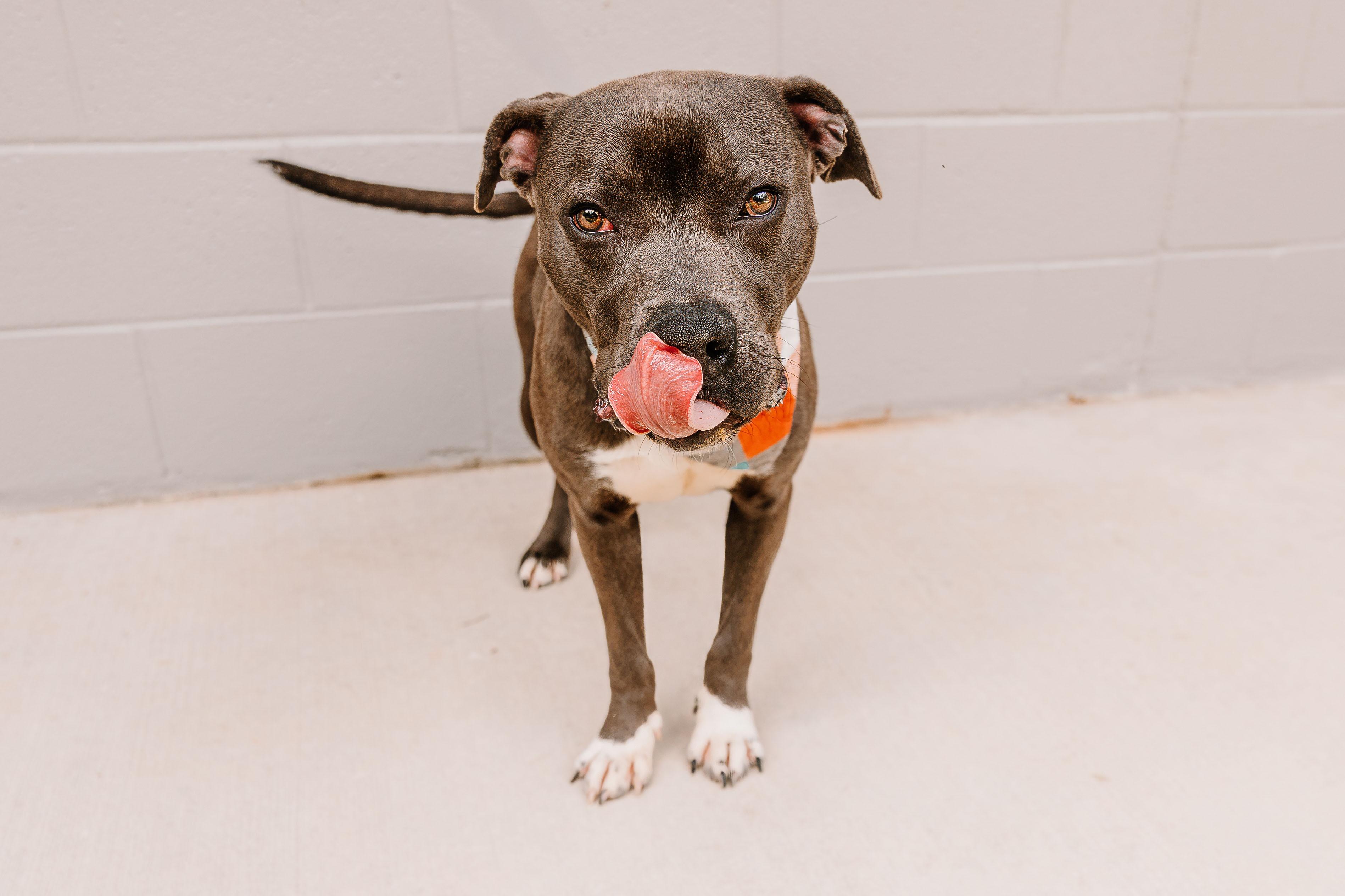 Enlarge Matthew, a Adoptable mixed breed in Lancaster, SC image 2/4