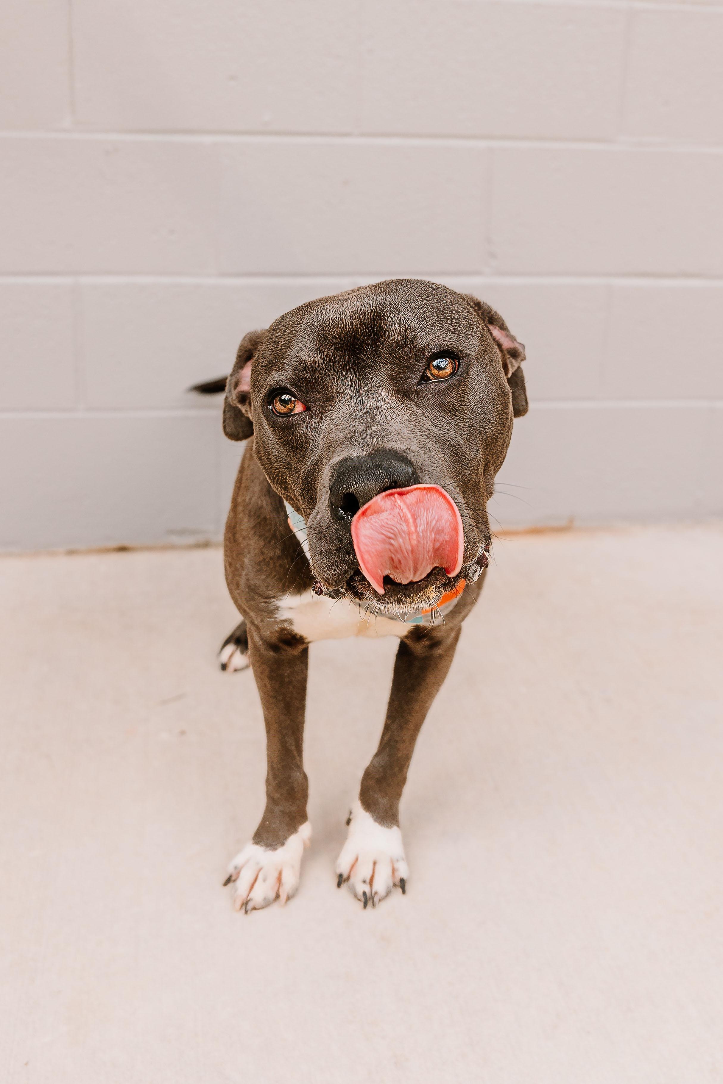 Enlarge Matthew, a Adoptable mixed breed in Lancaster, SC image 4/4