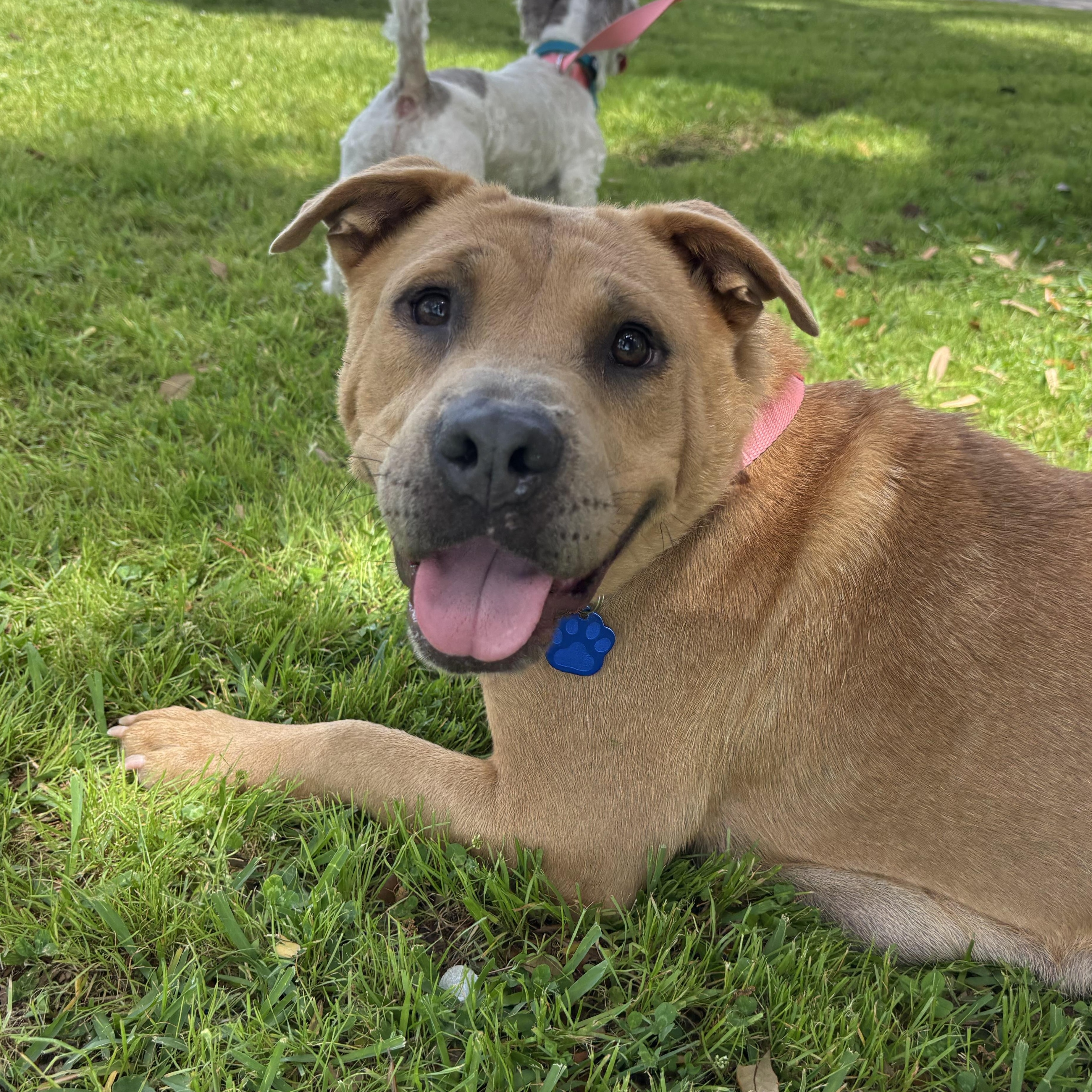 Carolina, Adoptable, Adult Female Shar-Pei.