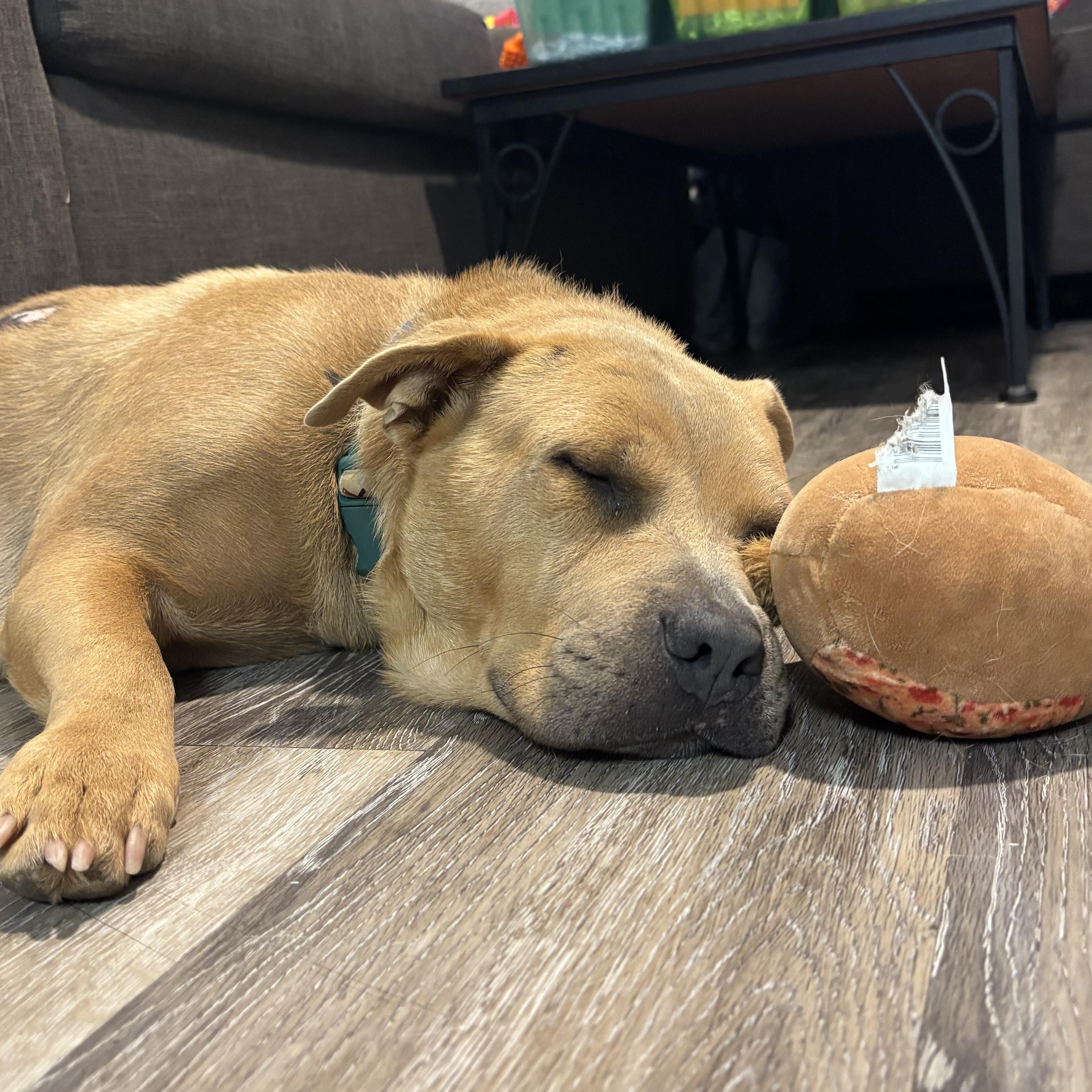 Carolina, a Adoptable mixed breed in Jacksonville, FL image 3/6