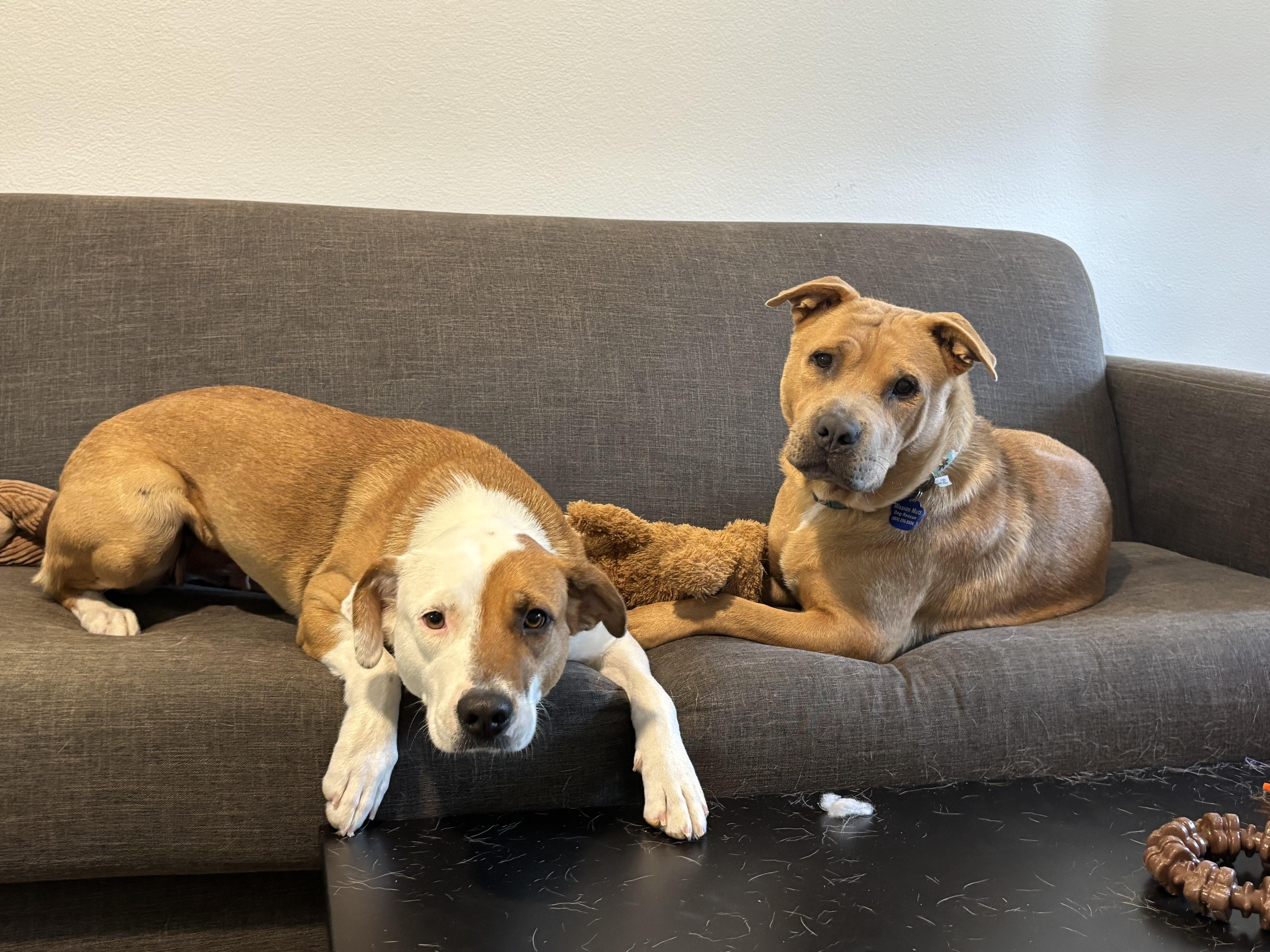 Carolina, a Adoptable mixed breed in Jacksonville, FL image 2/6