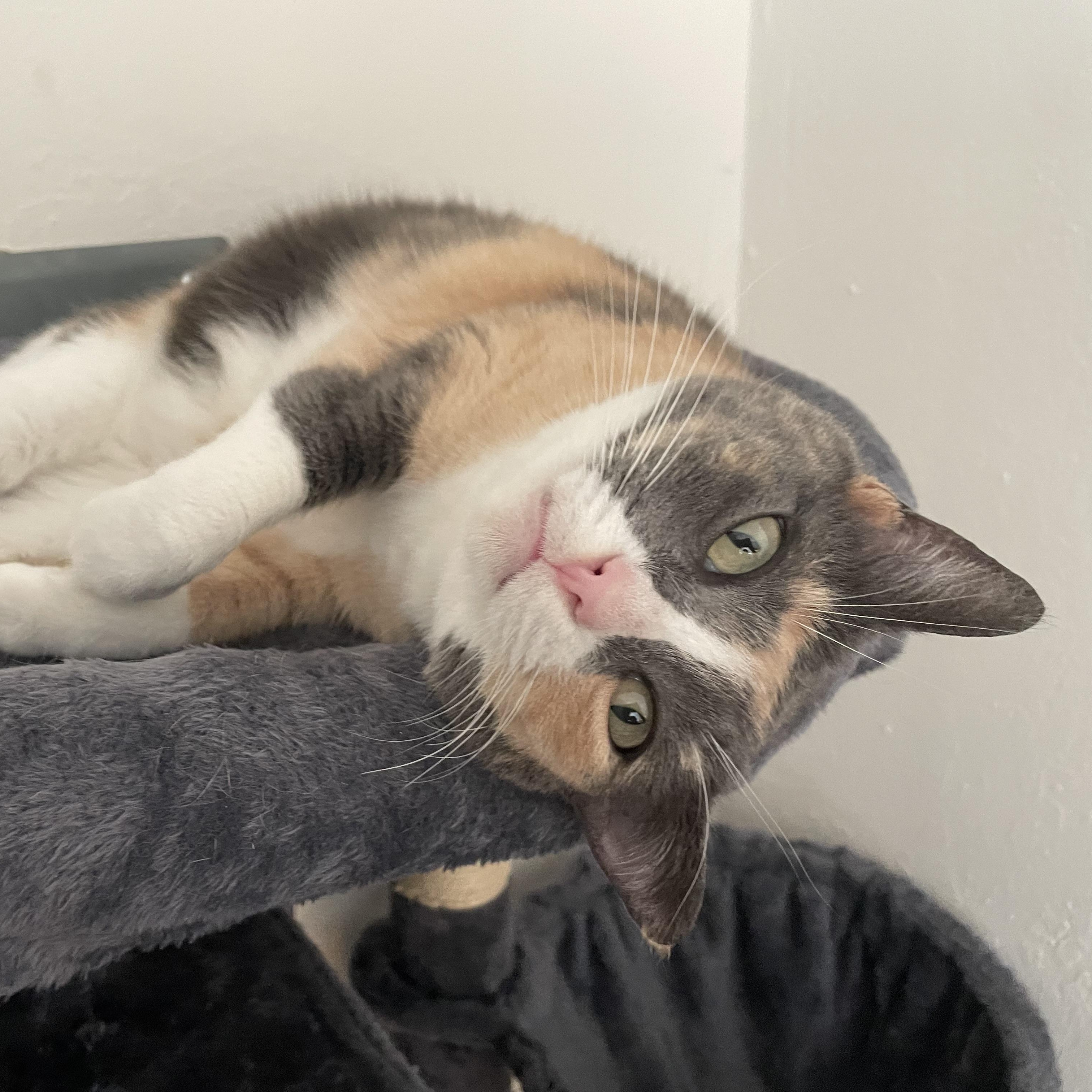 Enlarge Geri & Tom (bonded pair), a ADOPTABLE Calico in Sacramento, CA image 4/6