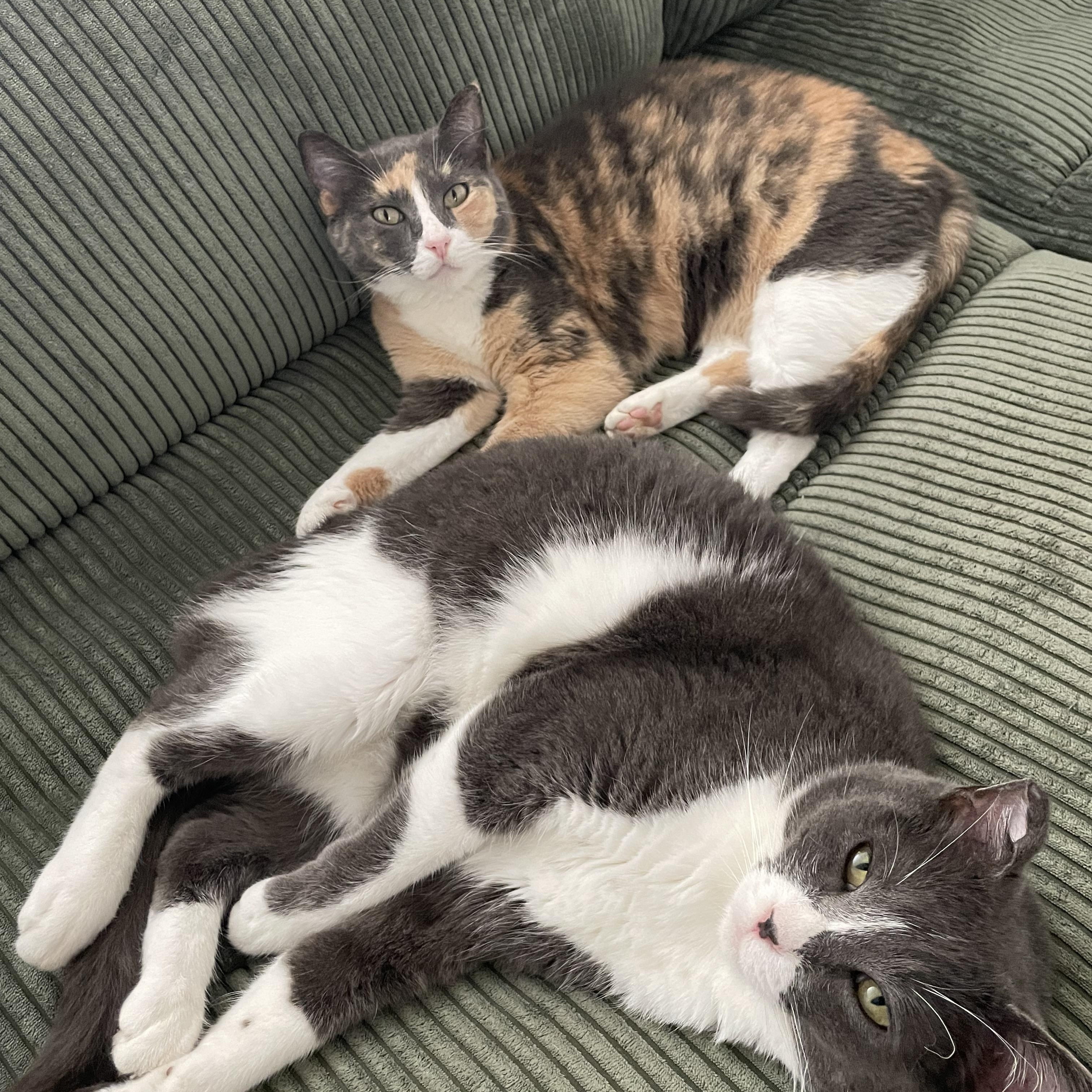 Enlarge Geri & Tom (bonded pair), a ADOPTABLE Calico in Sacramento, CA image 2/6