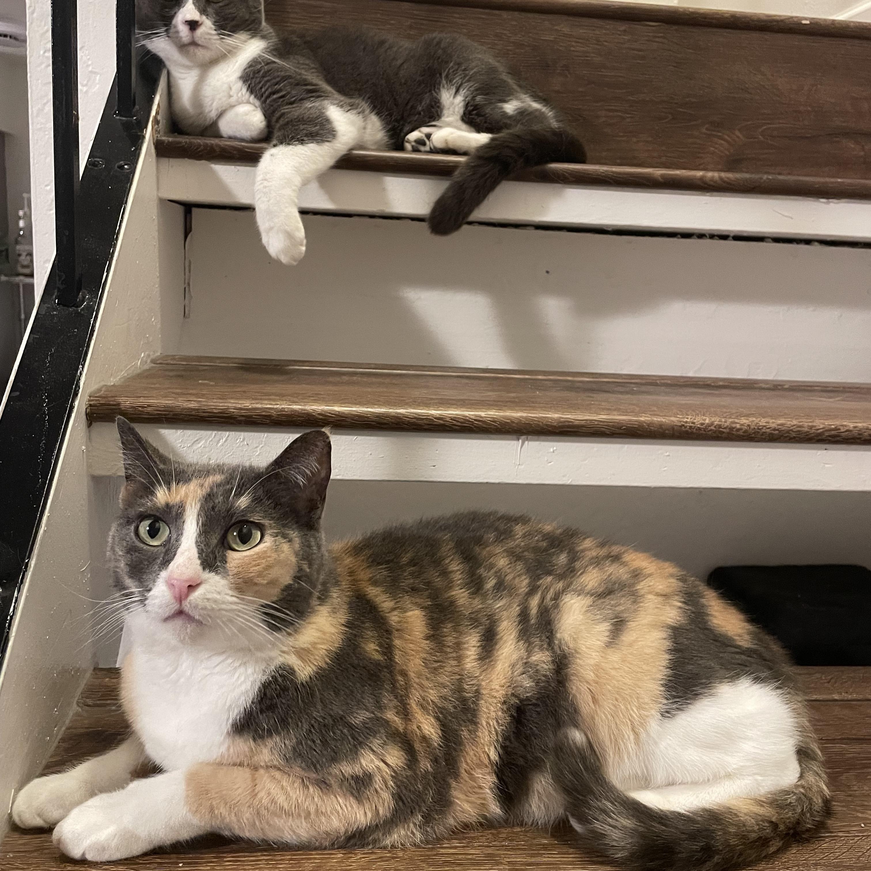 Enlarge Geri & Tom (bonded pair), a ADOPTABLE Calico in Sacramento, CA image 3/6