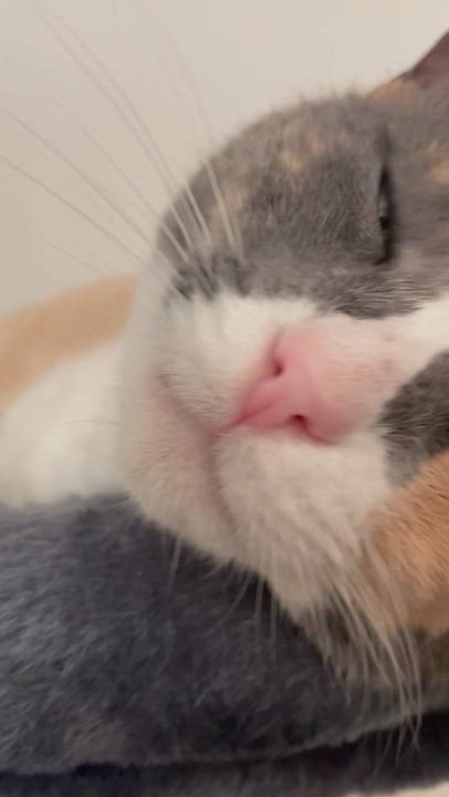 Enlarge Geri & Tom (bonded pair), a ADOPTABLE Calico in Sacramento, CA video 5/6