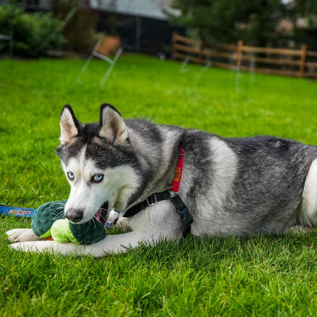 Enlarge Echo, a Adoptable Siberian Husky in Woodinville, WA image 1/6