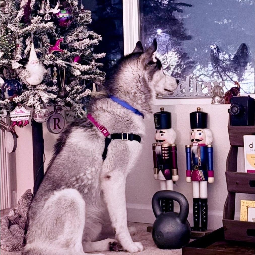 Echo, Adoptable, Adult Male Siberian Husky.