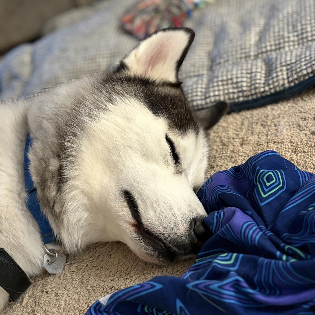 Enlarge Echo, a Adoptable Siberian Husky in Woodinville, WA image 2/6