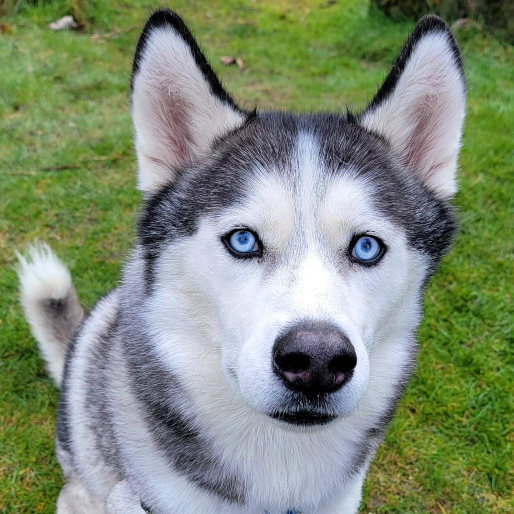 Enlarge Echo, a Adoptable Siberian Husky in Woodinville, WA image 2/6