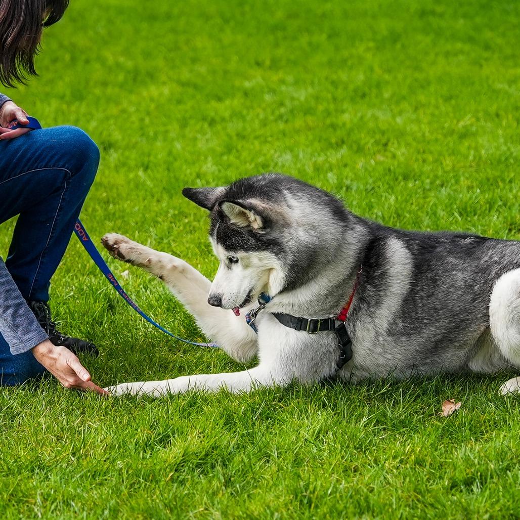Enlarge Echo, a Adoptable Siberian Husky in Woodinville, WA image 2/6