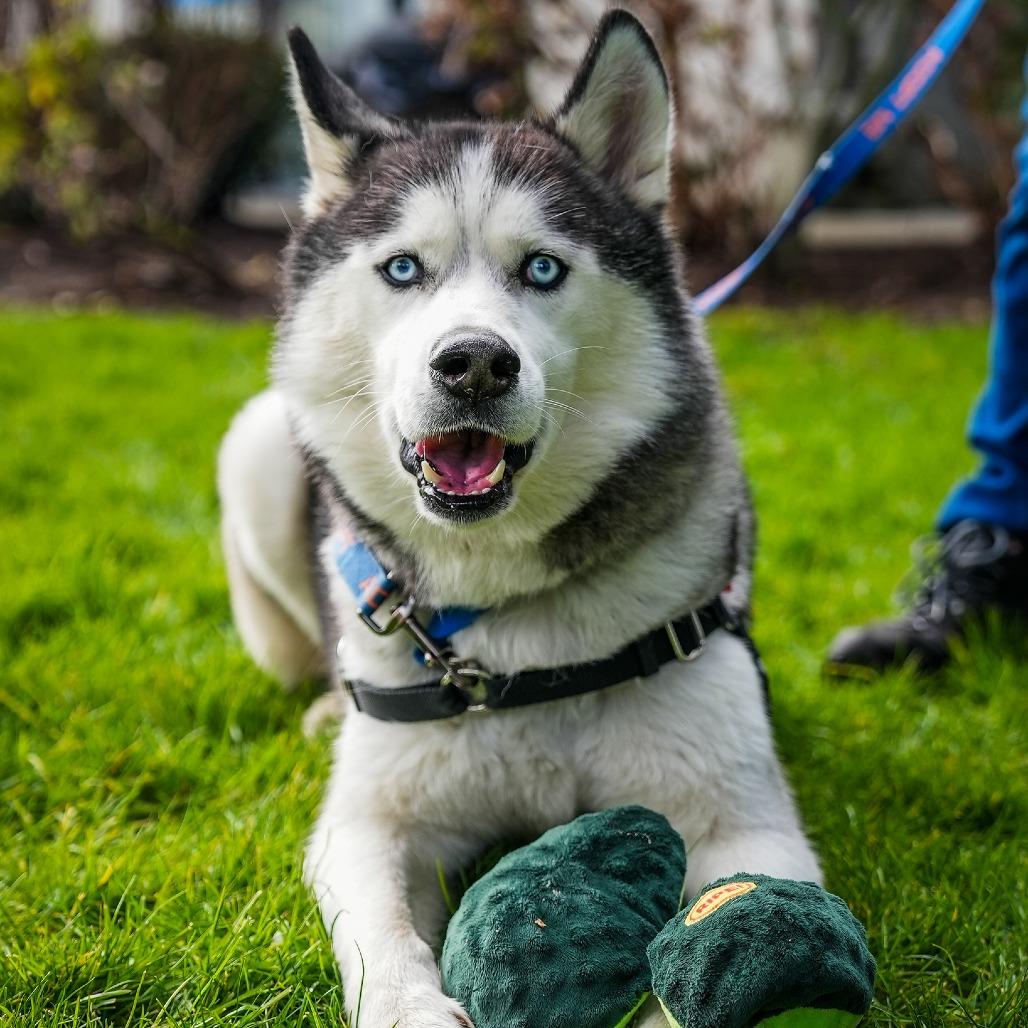 Enlarge Echo, a Adoptable Siberian Husky in Woodinville, WA image 3/6