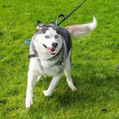 Enlarge Echo, a Adoptable Siberian Husky in Woodinville, WA image 4/6