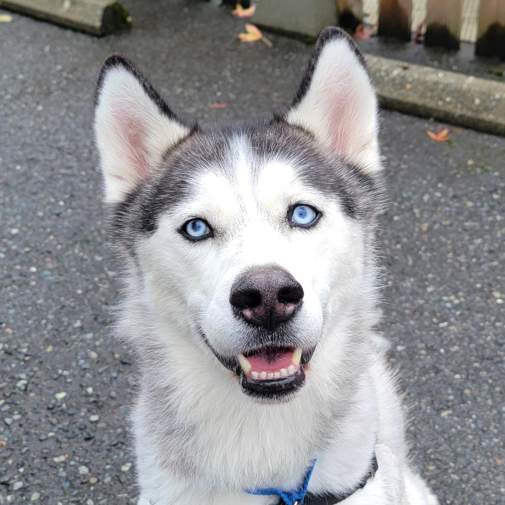 Enlarge Echo, a Adoptable Siberian Husky in Woodinville, WA image 3/6