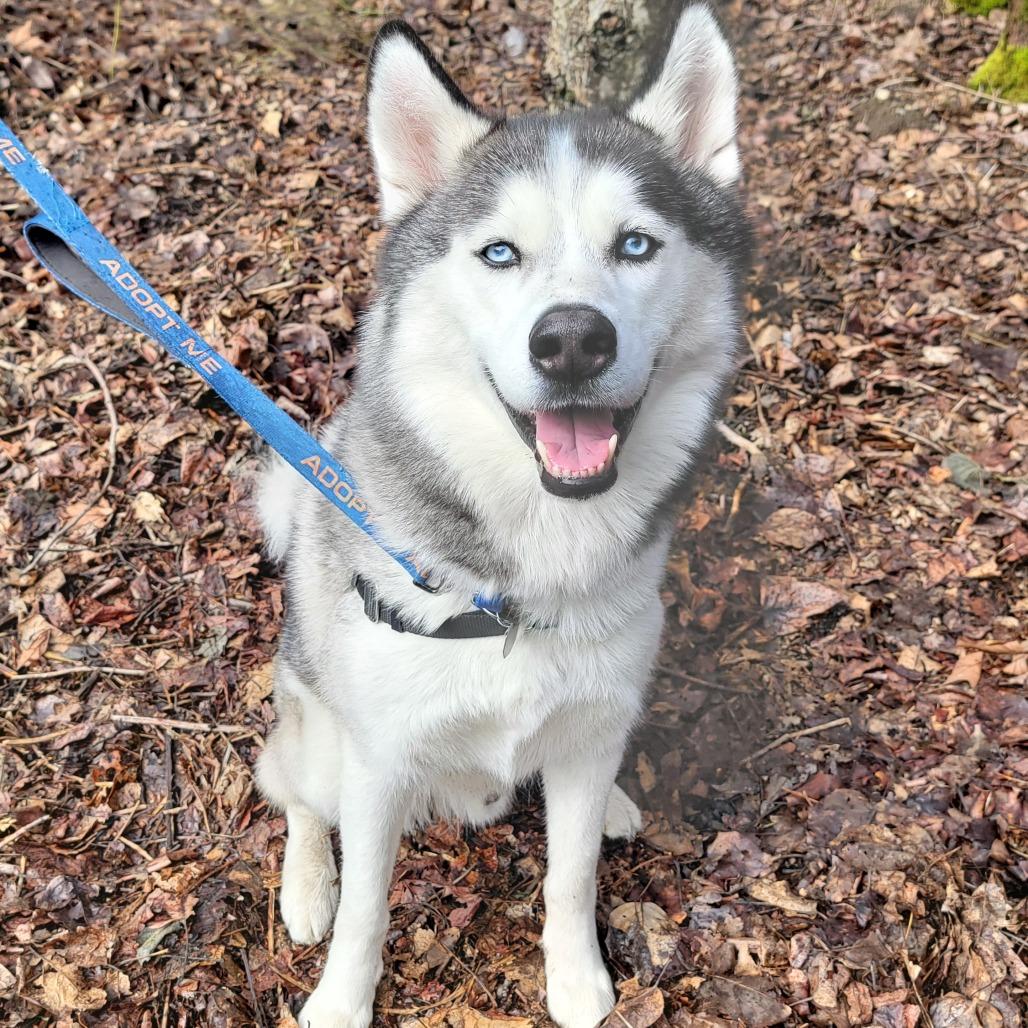 Enlarge Echo, a Adoptable Siberian Husky in Woodinville, WA image 4/6
