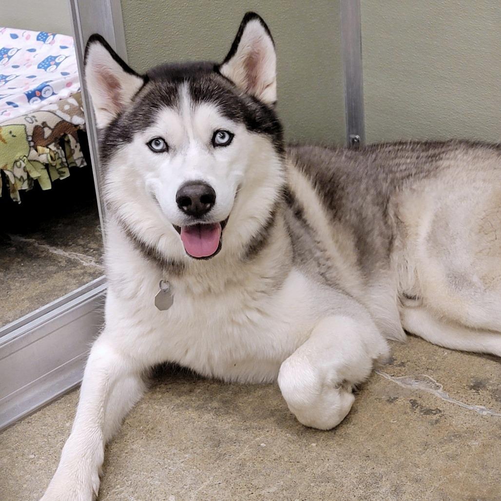 Enlarge Echo, a Adoptable Siberian Husky in Woodinville, WA image 4/6