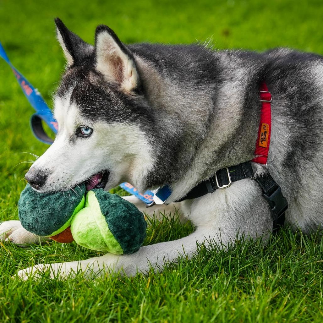 Enlarge Echo, a Adoptable Siberian Husky in Woodinville, WA image 6/6