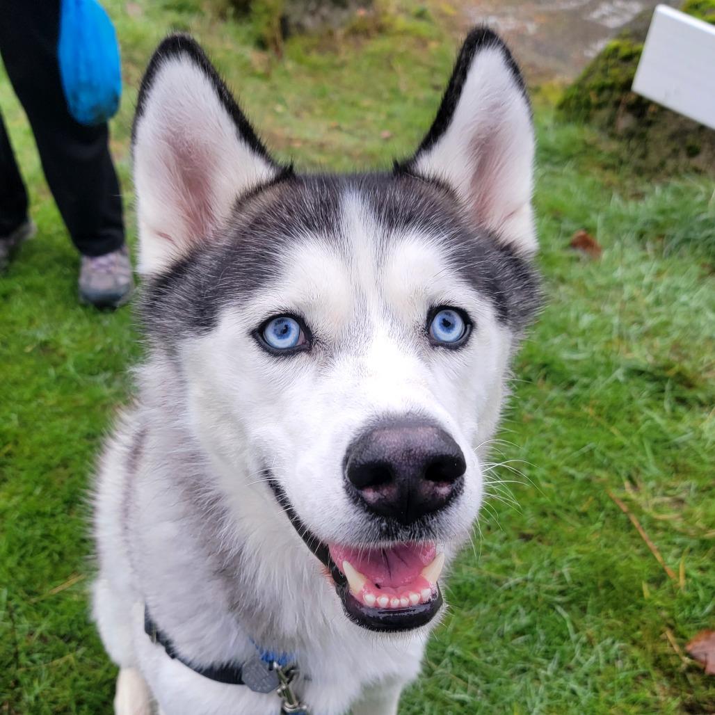 Enlarge Echo, a Adoptable Siberian Husky in Woodinville, WA image 5/6