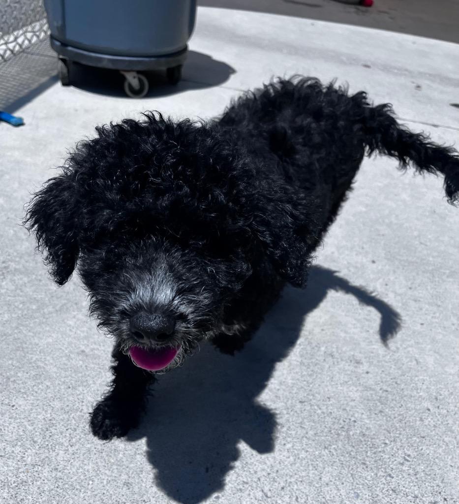 Oliver, Adopted, Puppy Male Australian Shepherd & Poodle.