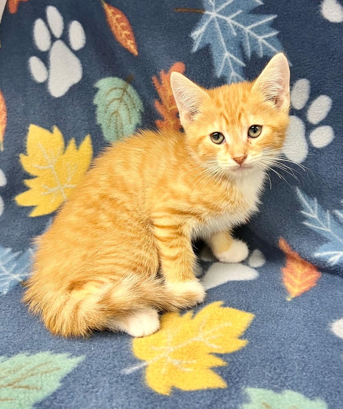 Huey, ADOPTABLE, Kitten Male Domestic Short Hair.